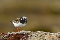 Kamenacek pestry - Arenaria interpres - Ruddy Turnstone 7719